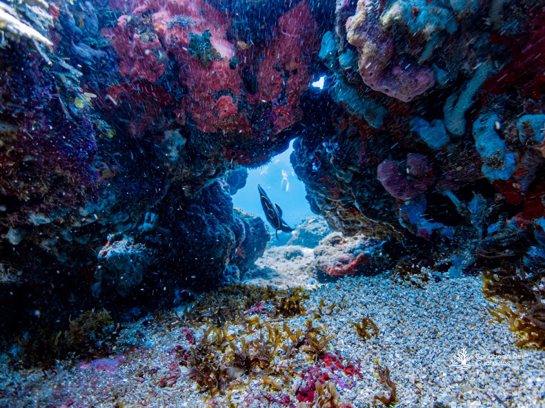 Reef fish among hard corals on the Mesoamerican Reef off Tela, Honduras