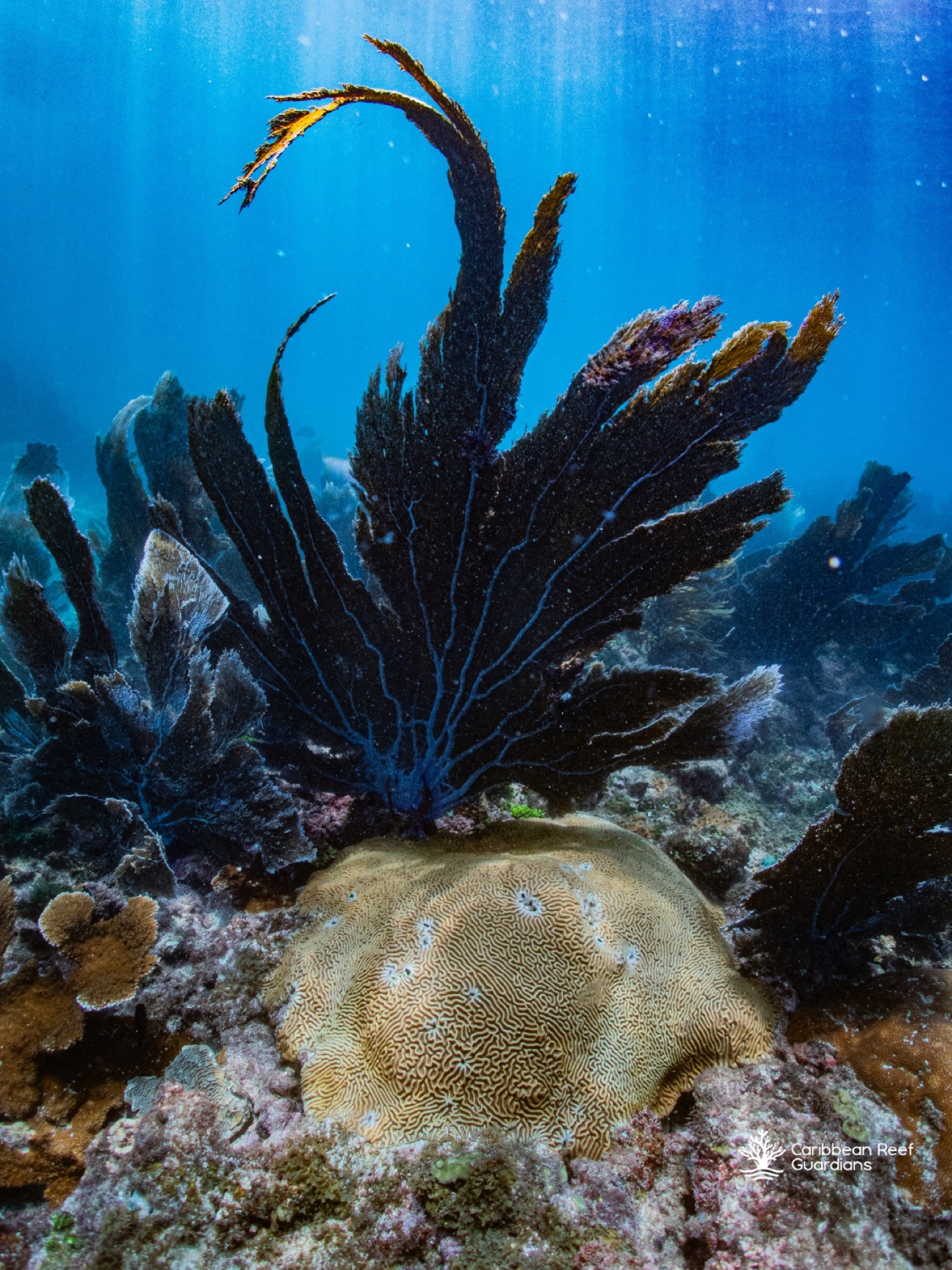 Sea fan and brain coral on the Mesoamerican Reef off Tela, Honduras