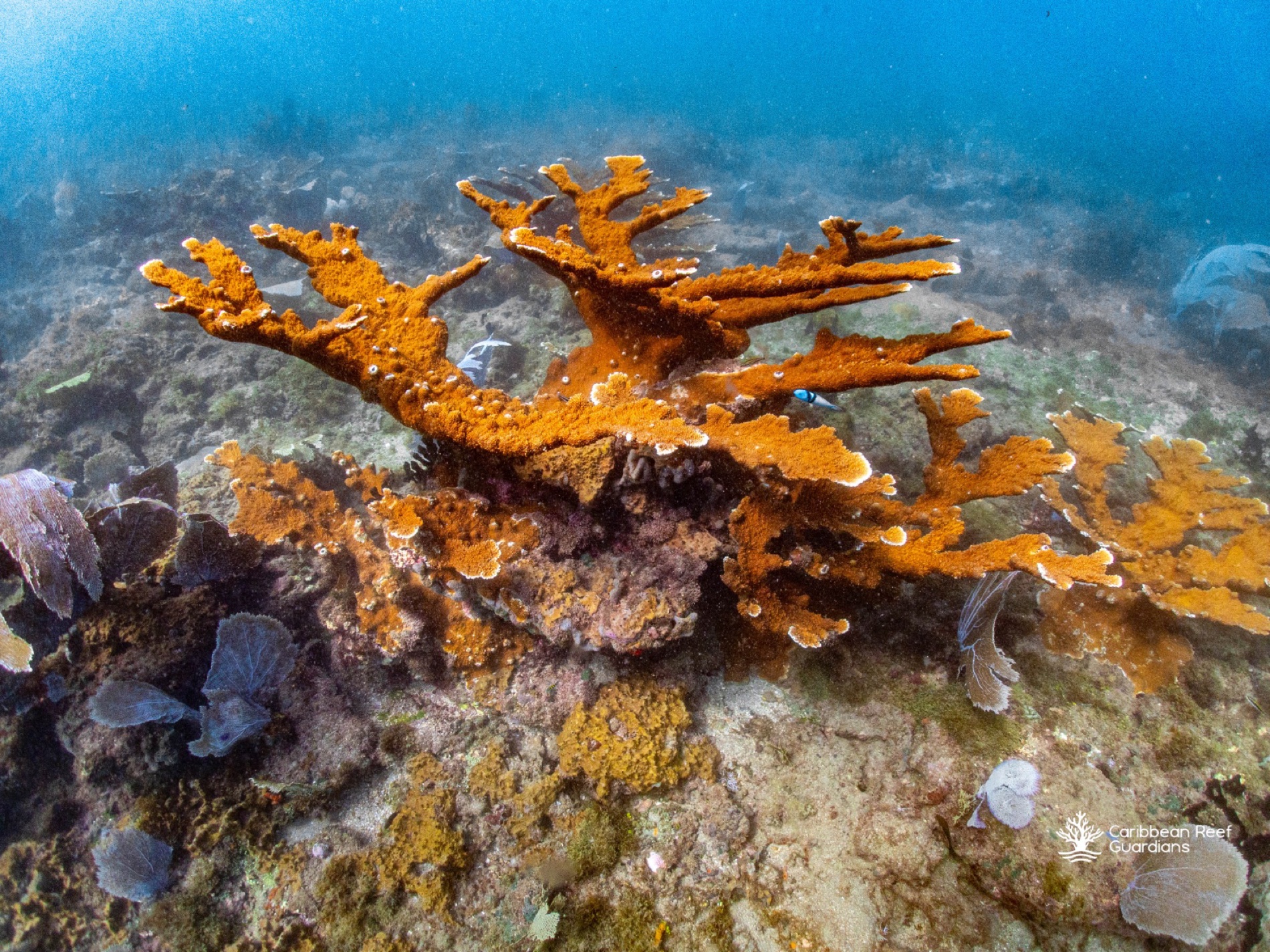 Elkhorn coral on the Mesoamerican Reef off Tela, Honduras