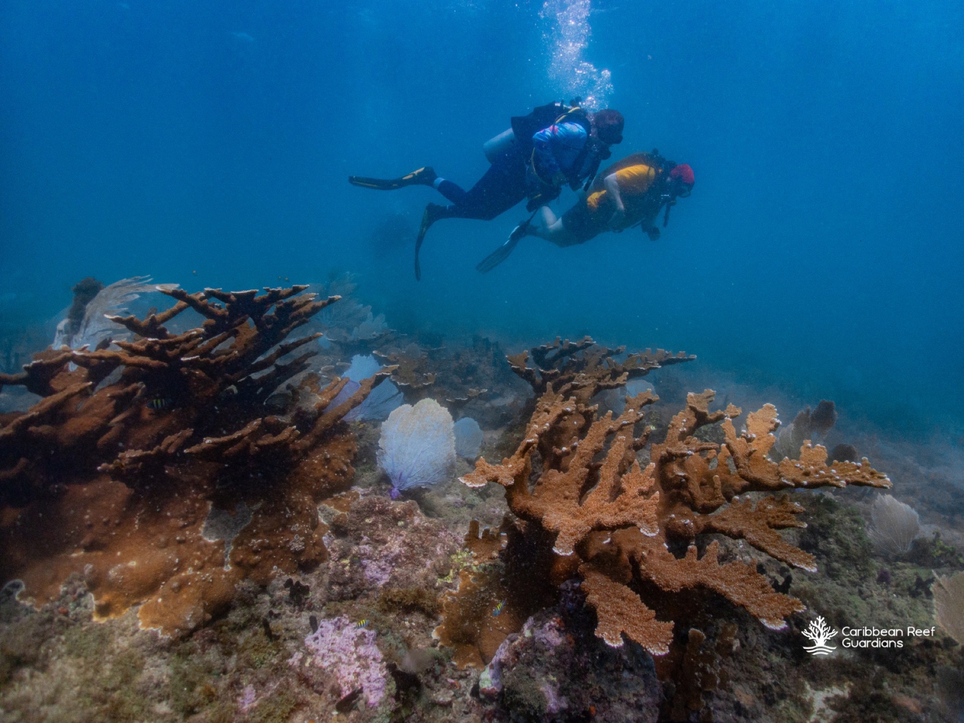 Two scuba divers above an elkhorn coral garden on the reef off Tela, Honduras