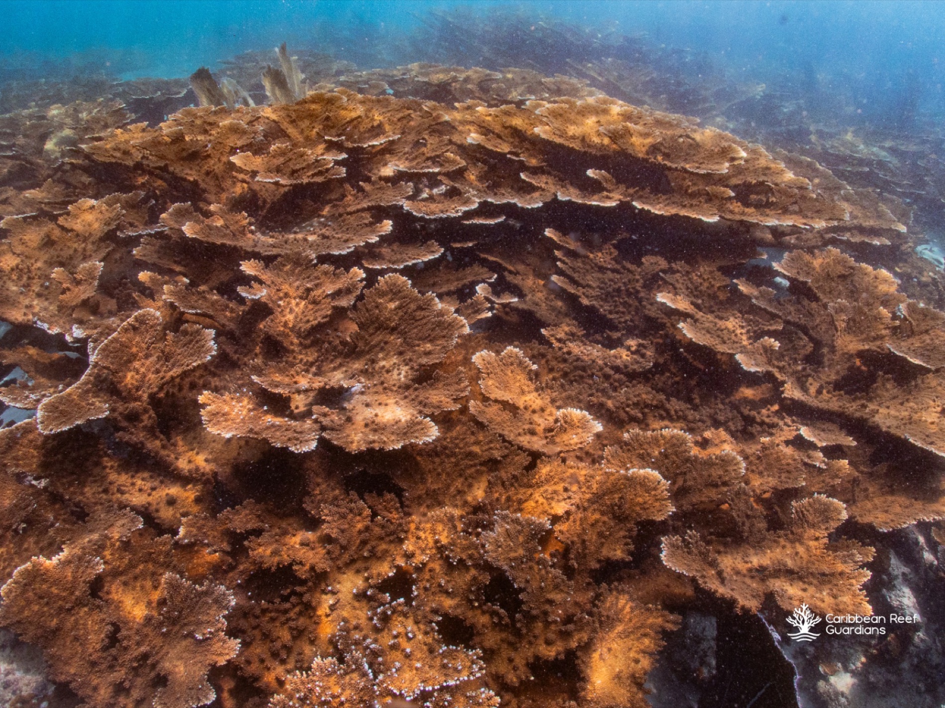 Endangered elkhorn coral on the reef off Tela, Honduras