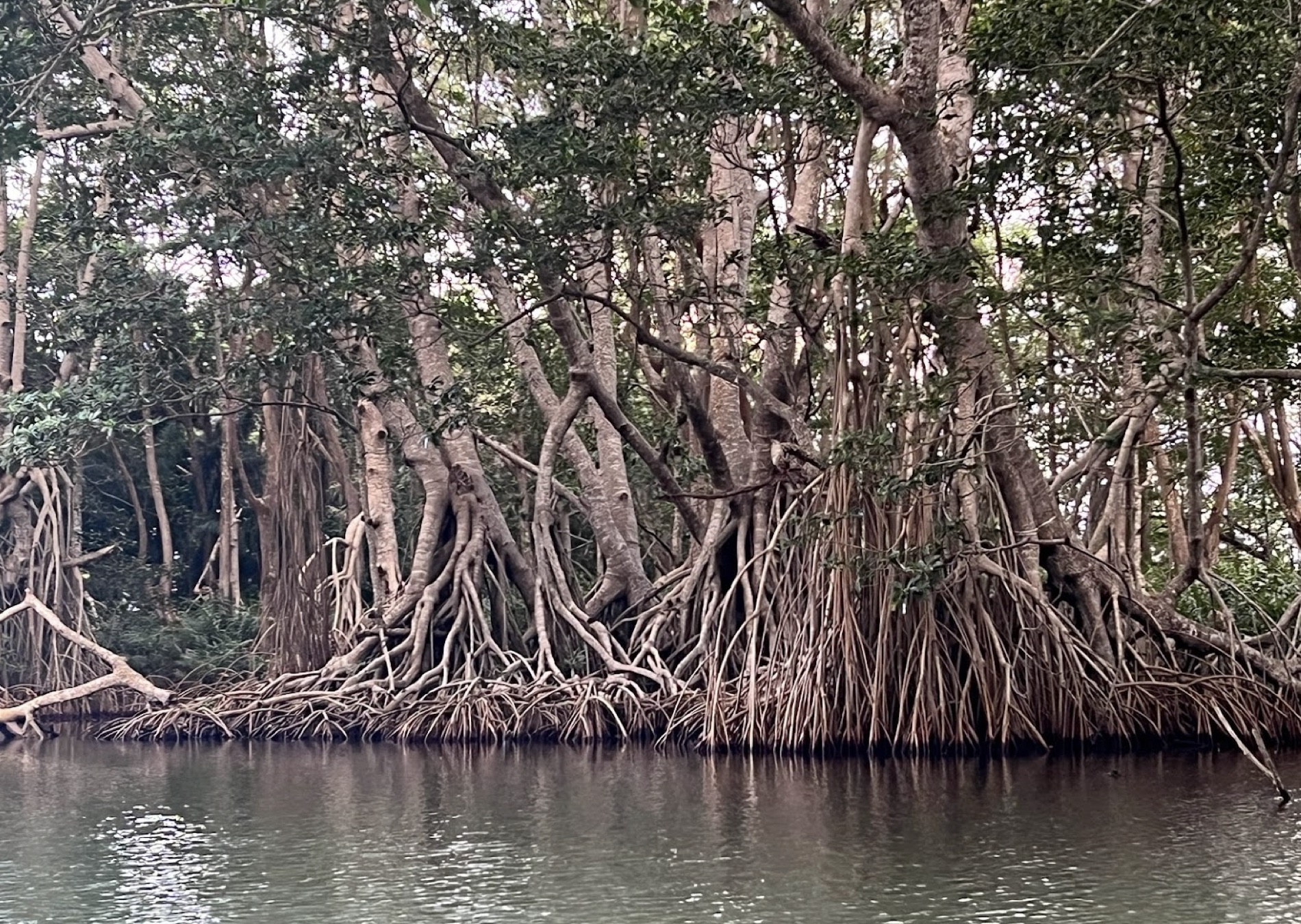 Mangrove channels near Tela, Honduras