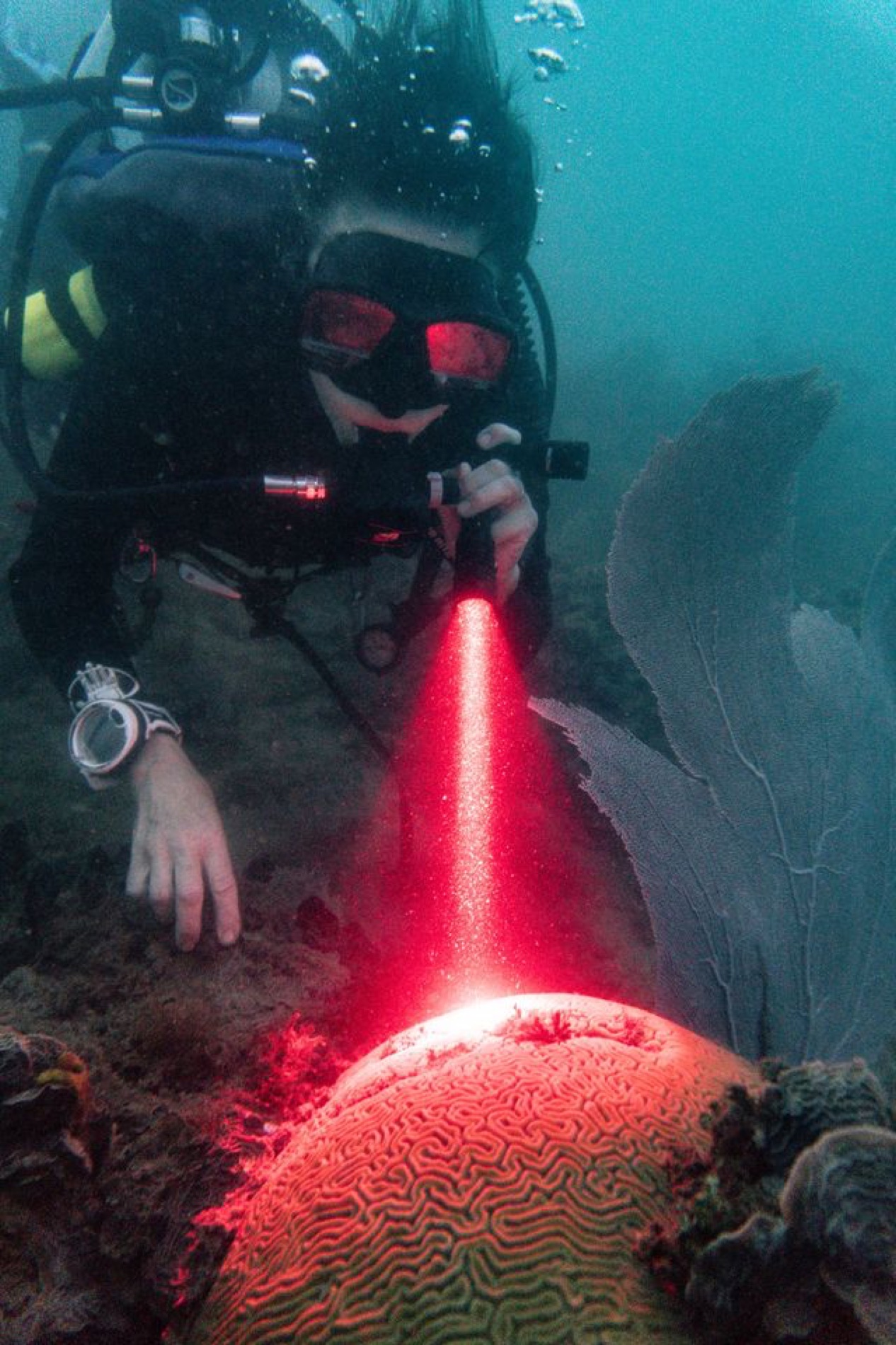 Red torchlight on a brain coral during a night dive on the Rebel Reef, Tela, Honduras