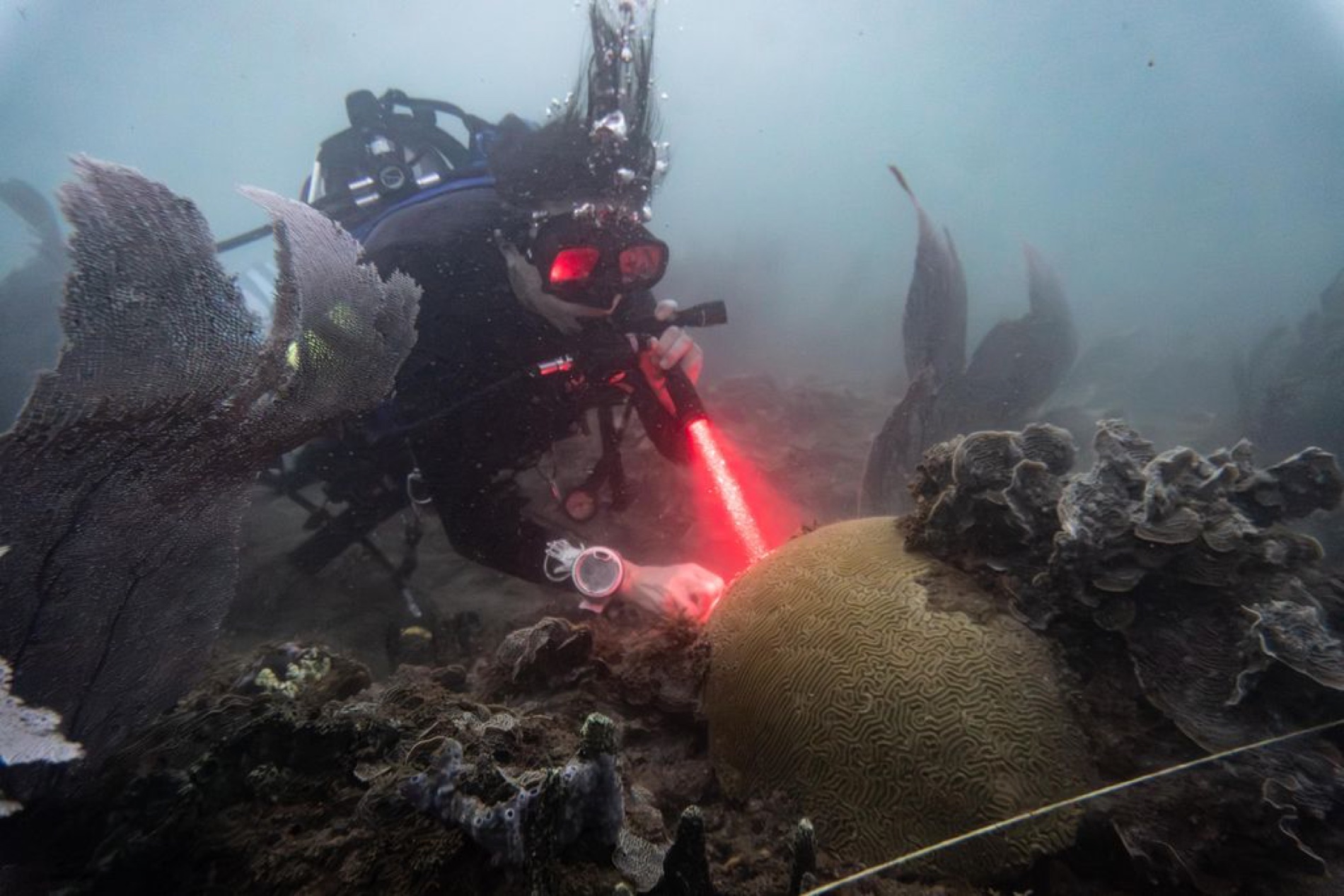 Diver on a night dive using a red light over a brain coral on the Rebel Reef, Tela, Honduras