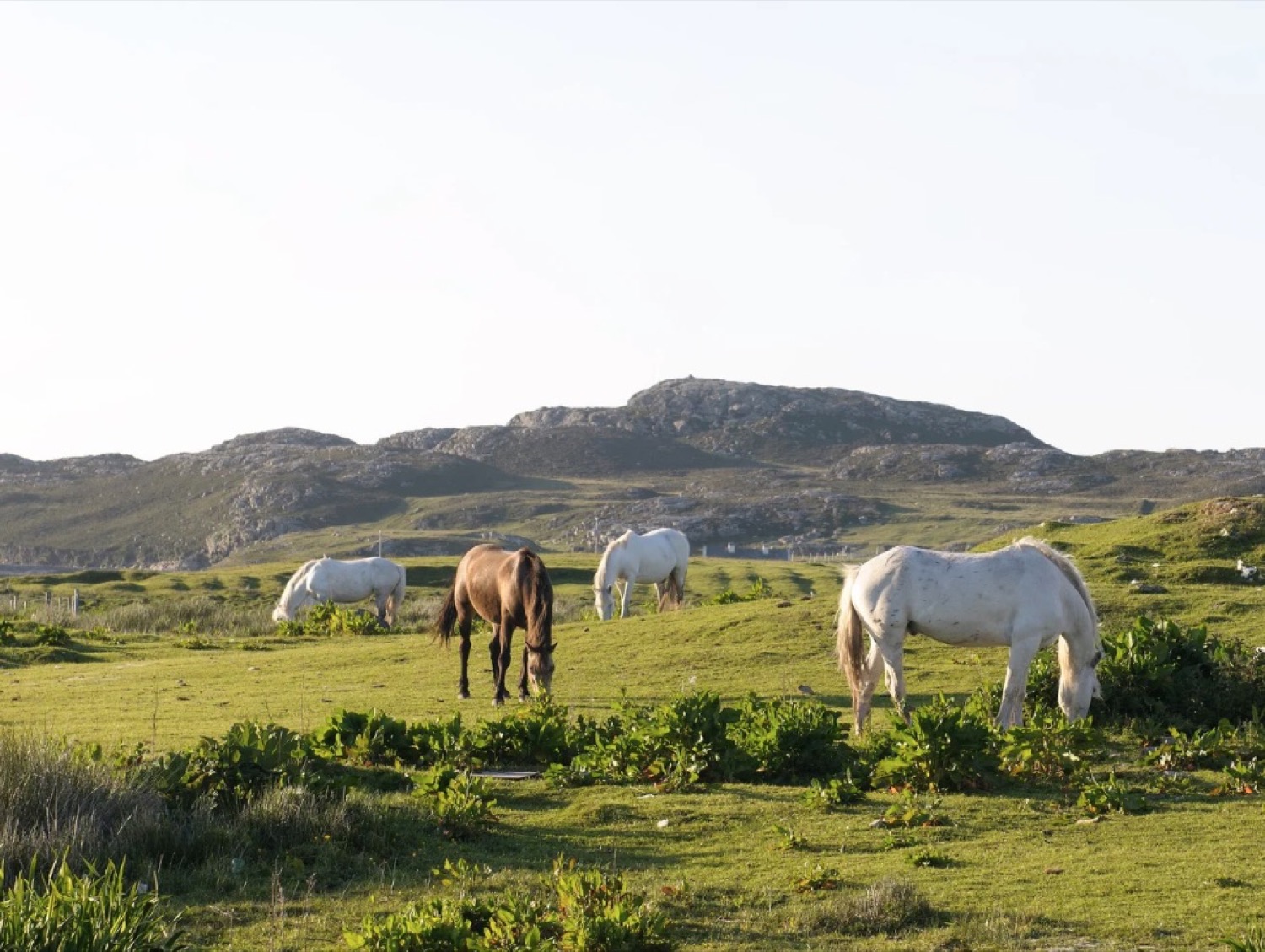 Horses grazing below a hill on Inishbofin