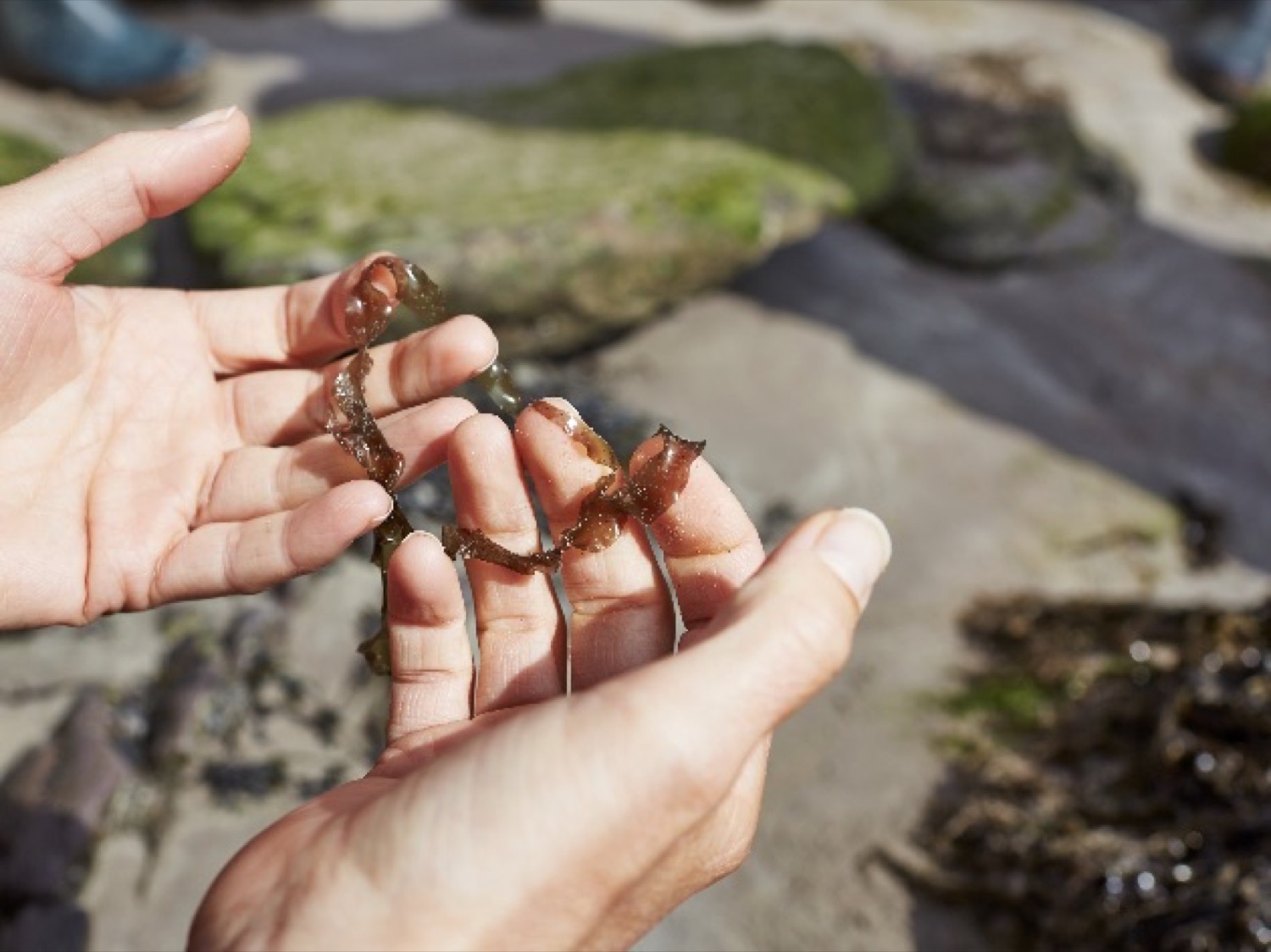 A handful of freshly foraged seaweed on the Donegal shore