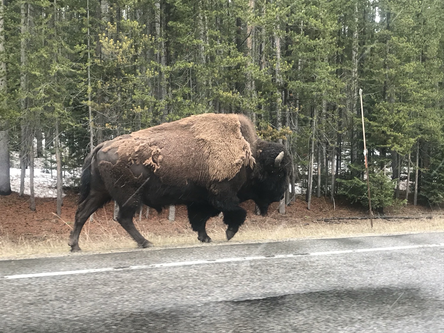 A bison walking the roadside in Yellowstone