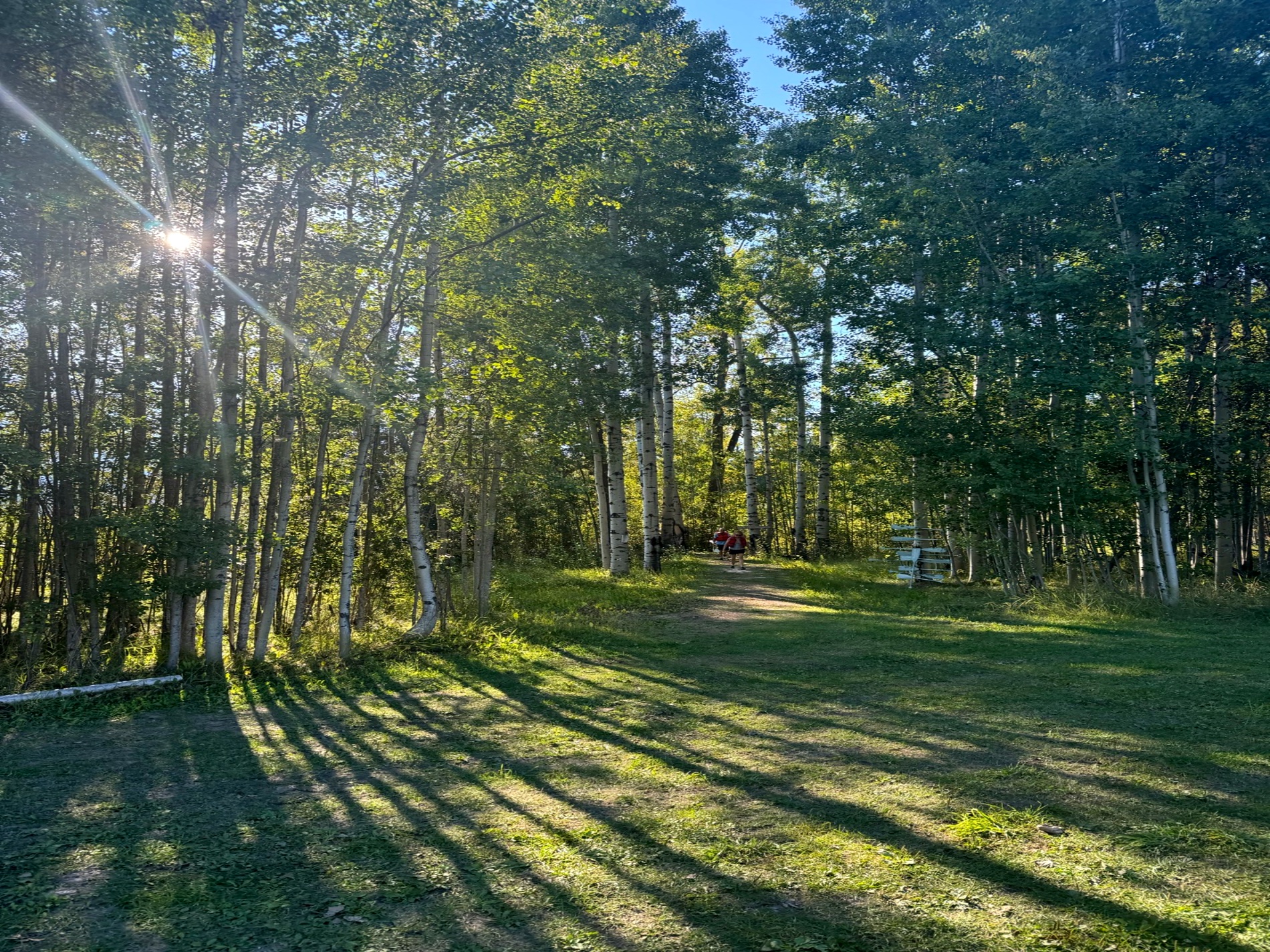Sunlight through aspens on the grounds of the retreat property near Golden, British Columbia
