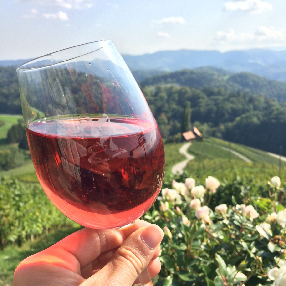 Part of the authentic culture of Slovenia is tasting the amazing wine
