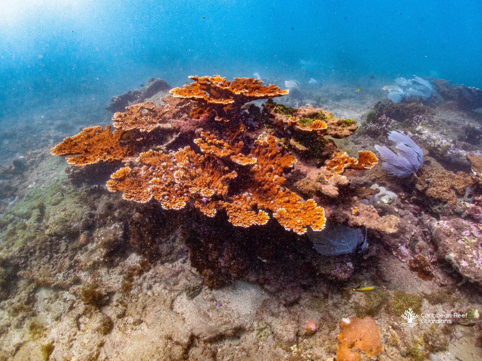 Honduras Coral Conservation