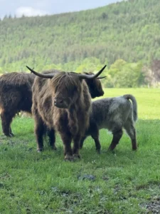 AdZENturing through the Scottish Highlands