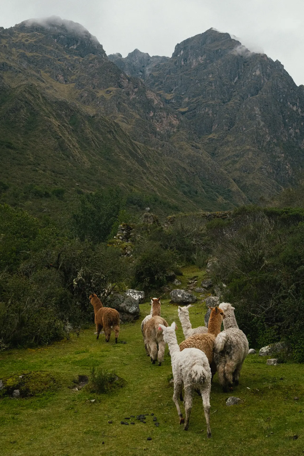 Peru — llamas in the Andes