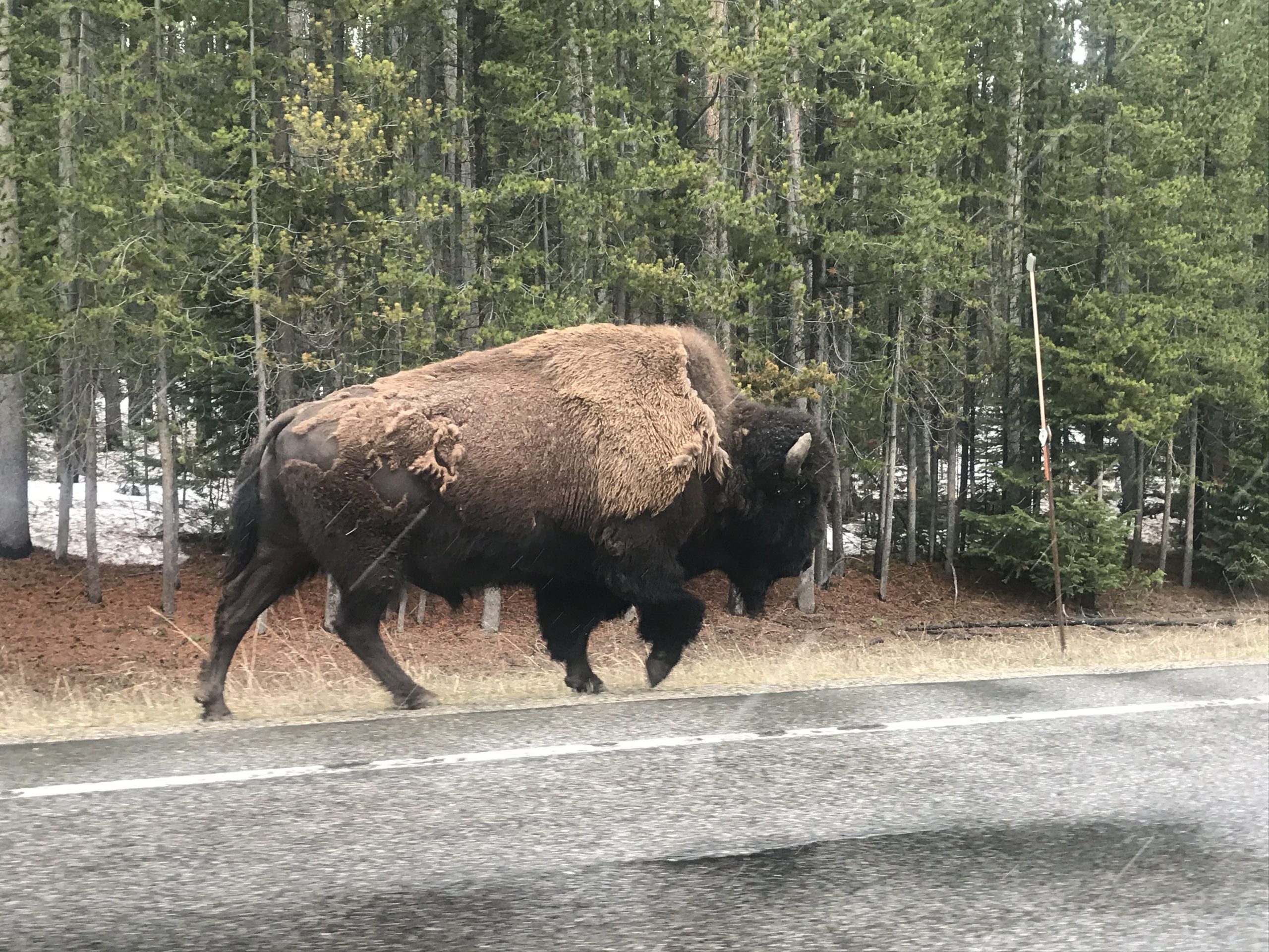 Yellowstone bison