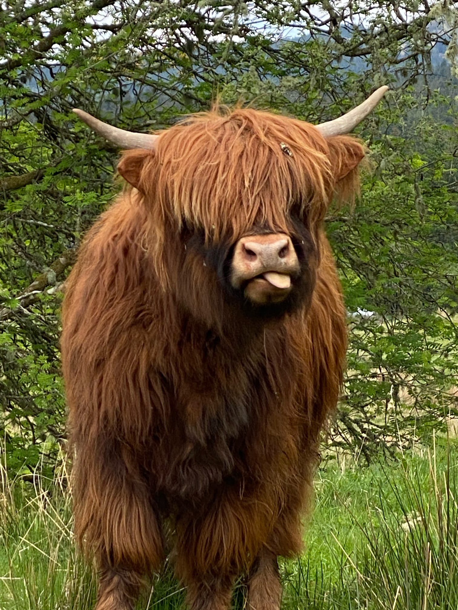 AdZENtures founder with local Scottish distillery owner showing authentic cultural partnerships