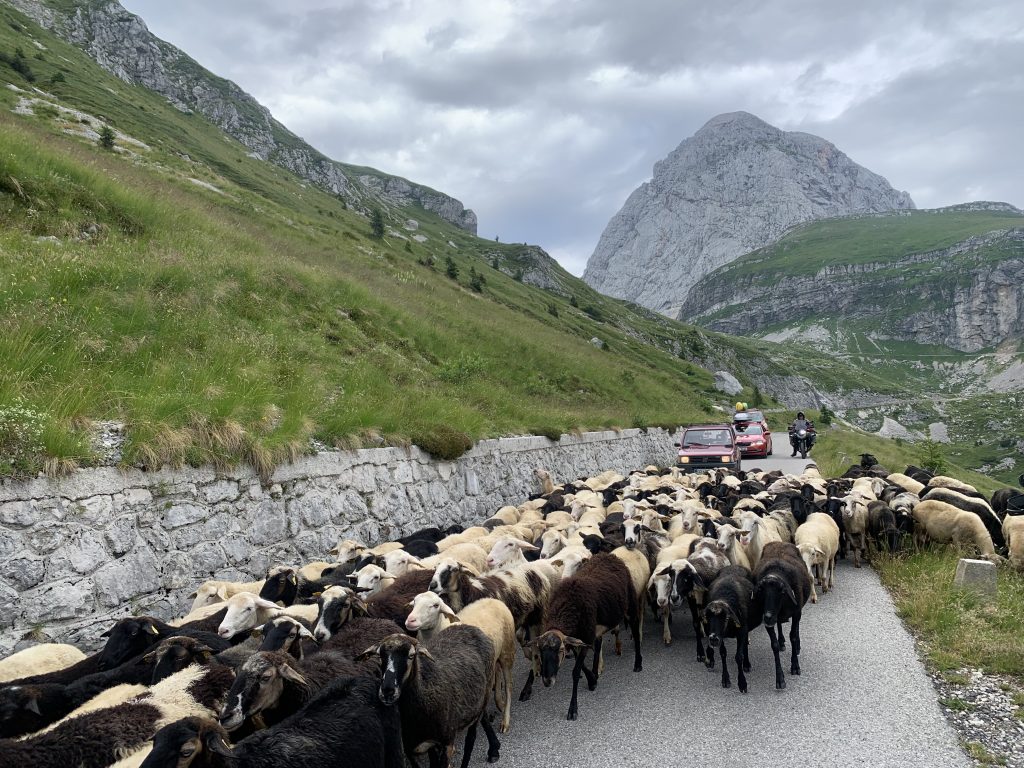 Indigenous sheep grazing on the steep slopes of the high Alpine mountains in Slovenia