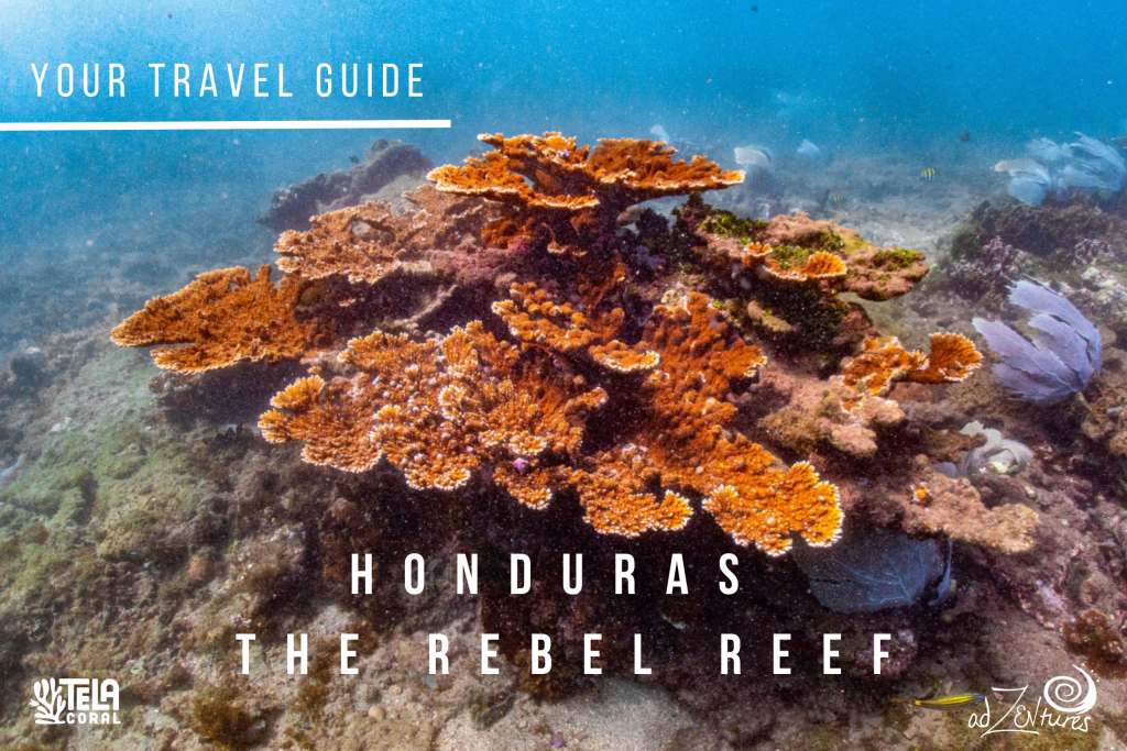 Scuba Tela Honduras Scuba Tela Honduras